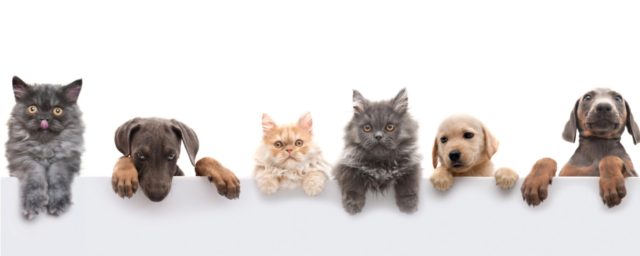 Pet Owners Can Be Great Neighbors Too