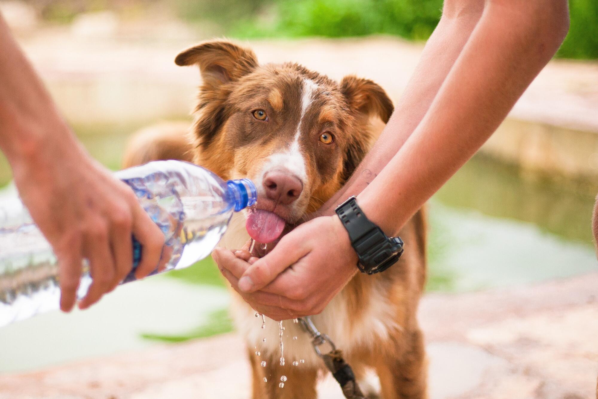 Difference Between Service, Emotional Support Animals and Pets: A Guide for Smyrna Landlords