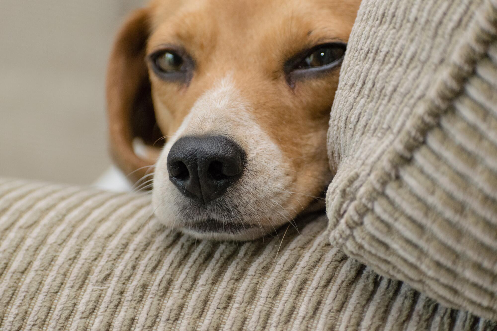 Pros and Cons of Allowing Pets in Your Rental Property